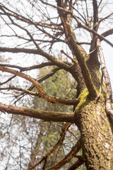 Fototapeta premium Standing dead tree seen from below