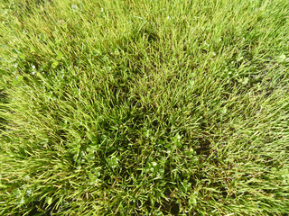Erba