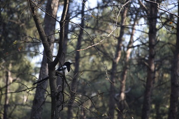 a bird in the forest