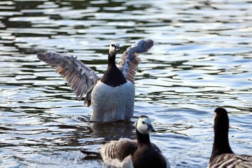 Fototapeta premium Black and white goose spread its wings on the water