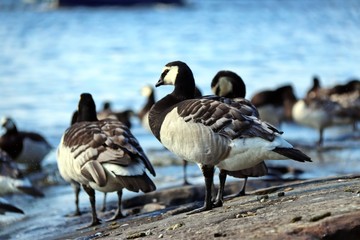 Black and white geese on a stone near a lake