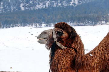 Camel close-up under snowfall and snowy landscape