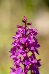 Early Purple Orchid - Orchis mascula - soft natural background