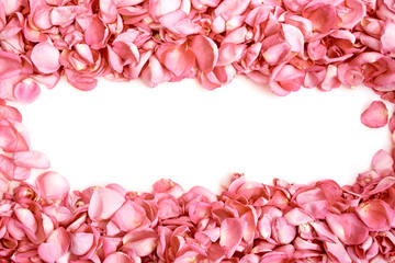 Petals of pink roses on white background