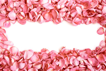 Fototapeta premium Petals of pink roses on white background