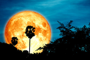 Fototapeta na wymiar full cold blood moon on night sky and white cloud and silhouette coconut tree