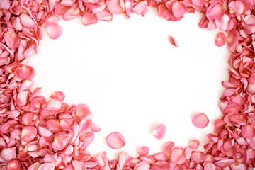 Petals of pink roses on white background