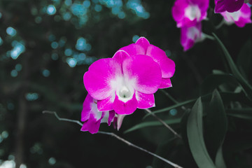 flower, pink, nature,orchid,plant, 