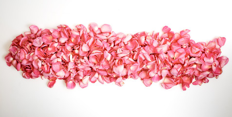 Petals of pink roses on white background