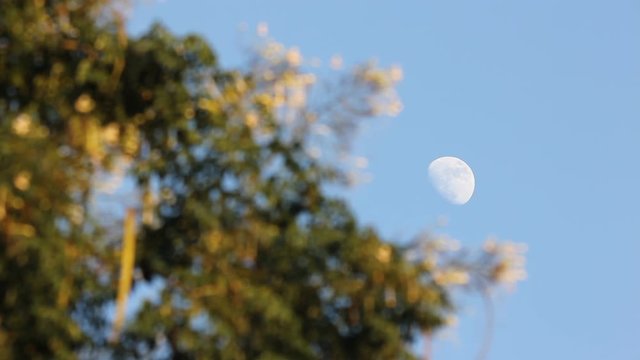 Moon with blue or Fraxinus griffithii tree background