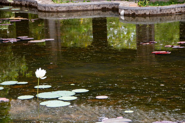Lotus flowers