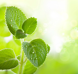Fresh mint leaves with a drop of water on the surface. Growing plant. Leaf texture in nature. Green...