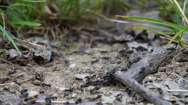 Ants busily go their its way - (4K)