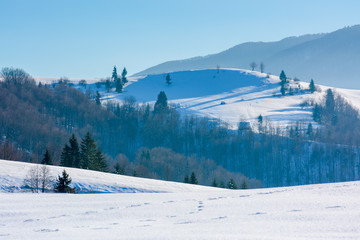 mountainous countryside in wintertime. trees on snow covered hills and meadows. wonderful weather on a bright sunny day in winter. beautiful carpathian rural landscape. cloudless blue sky.