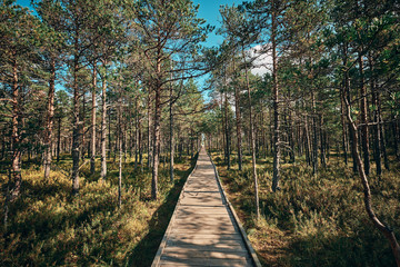 Obraz premium The Landscape around Viru bog, Lahemaa National Park, Estonia