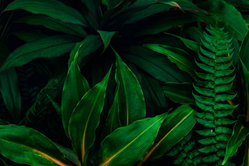 Naklejka na ściany i meble dark green leaf nature background, tropical jungle foliage.Dark Green tones
