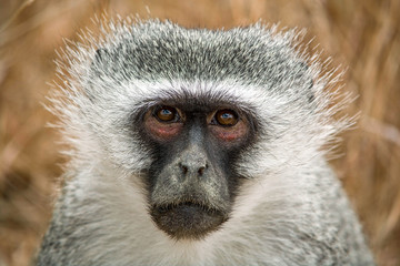 Vervet monkey in South Africa. Face to face with a green monkey. Augen einer Meerkatze. Blickkontakt mit einem Affen. Südafrika.