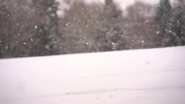 Snow is falling in slow motion on a background of trees