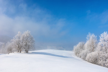 bunch of trees in hoarfrost on snow covered hill. sunny morning landscape. misty weather with blue sky. beautiful fairy tale winter scenery of white season in carpathian mountains