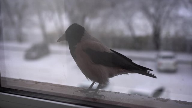 Crow walks outside the window