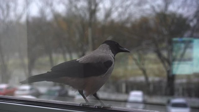 A crow outside the window in winter looks inside