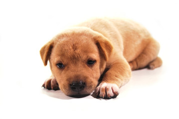 Thai brown puppy on a white background.
