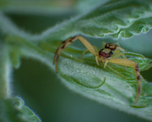 spider ambush on leaf