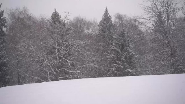 Snow is falling in slow motion on a background of trees
