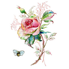  Watercolor illustration of a rose and a bumblebee.jpg