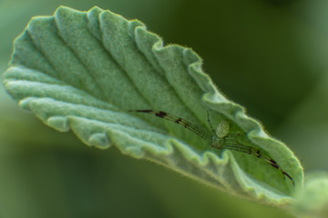 spider and leaf