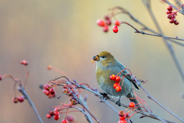 Beautiful Pine grosbeak, Pinicola enucleator, female bird feeding on berries in autumn