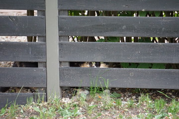 old wooden fence with cat watching you