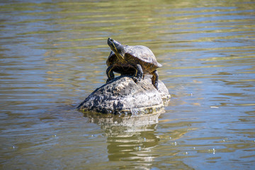 Turtle on Rock