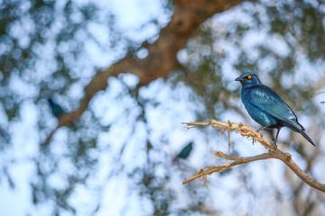 Cape starling on a branch. Red-shouldered glossy starling. Tree with birds. Blue bird in South Africa. Blauer Vogel auf einem Baum. Rotschulter Glanzstar in Südafrika.