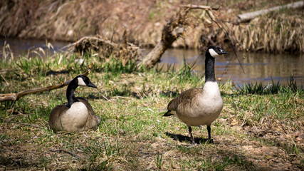 Pair of Geese by Creek