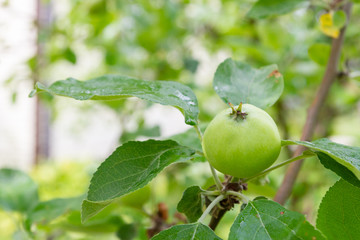 The fruits of apples hang and ripen on the tree in summer
