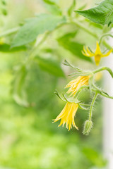 The yellow flower of the future tomato blooms in the greenhouse