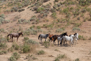 Naklejka na ściany i meble Wild Horses in Summer in Sand Wash Basin Colorado