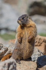 Marmot on mt evans
