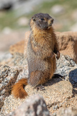 Marmot on Mt Evans