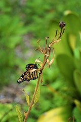 Monarch Butterfly perched on a dead flower stem