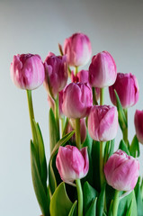 Cute big pink tulip flowers. Close up vertical image of peony tulips on white background. Soft selective focus. Holiday, gift concept. Flowers for greeting card or other design