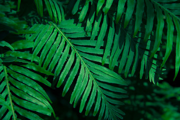 Naklejka na ściany i meble green leaf texture, dark green foliage nature background, tropical leaf
