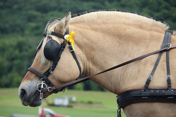 portrait of a horse
