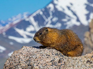 Marmot on Mt Evans