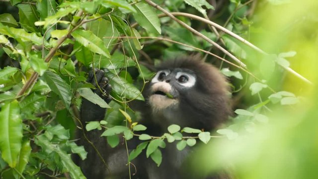 Cute spectacled leaf langur, dusky monkey on tree branch amidst green leaves in Ang Thong national park in natural habitat. Wildlife of endangered species of animals. Environment conservation concept.