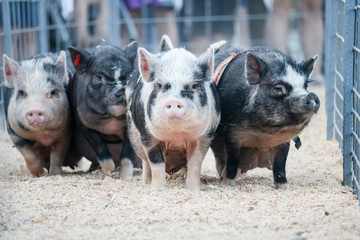 pig race