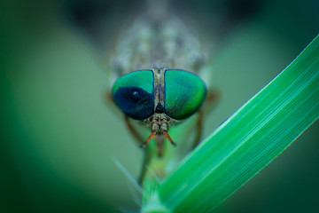 green eyed fly closeup