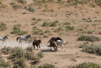 Wild Horses in Sand Wash Basin Colorado in Summer