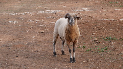 Schaf